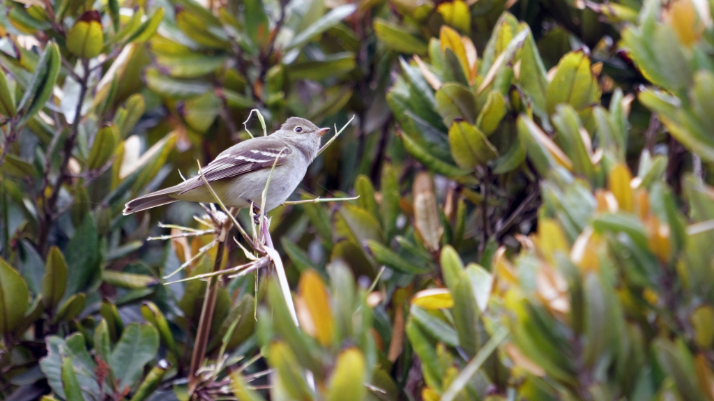 11 - Île de Chiloé (38).jpg
